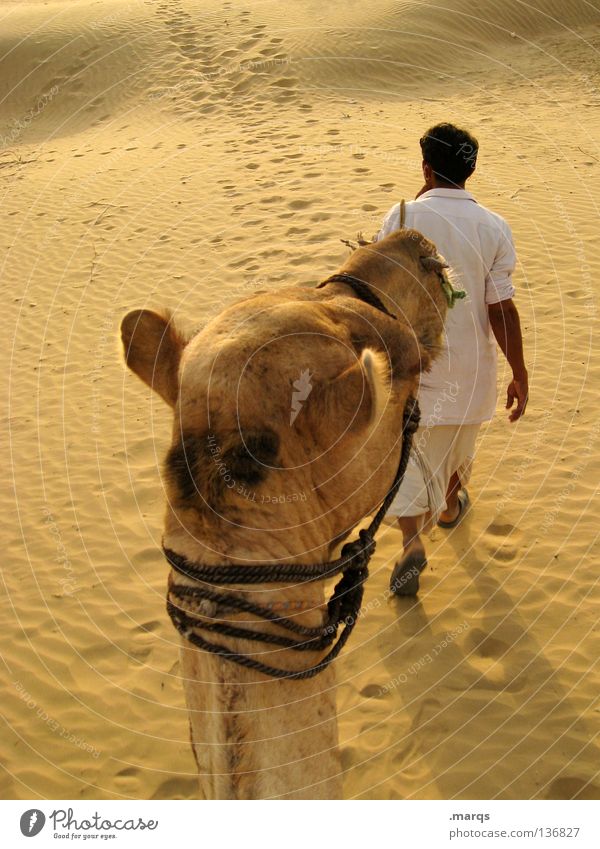 ride Camel Equestrian sports Ride Bedouin Caravan Hiking Man Hot Dry Summer Yellow White India Desert Human being Sand khuri marqs
