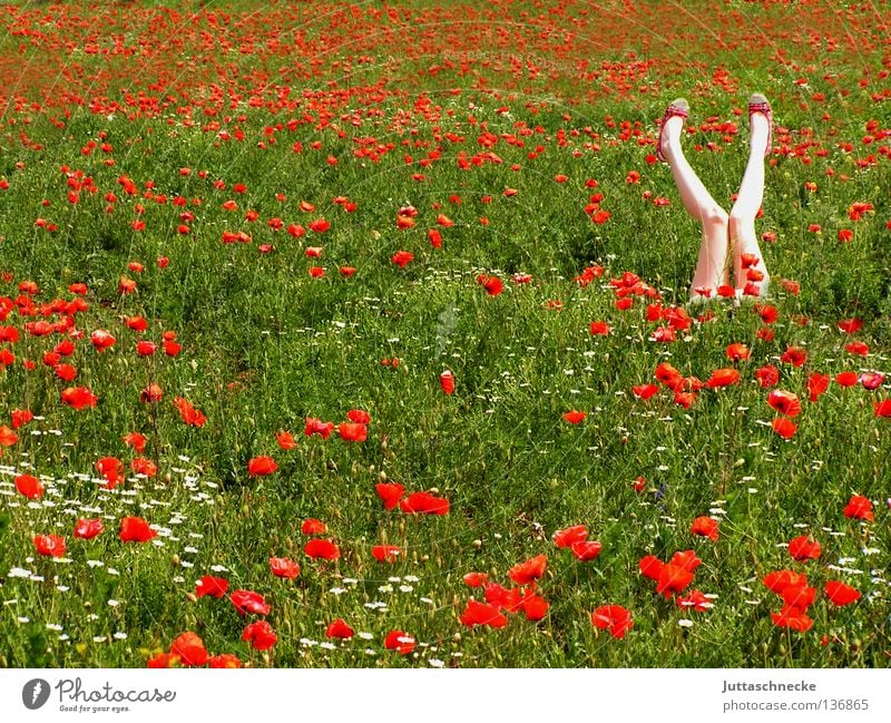 yoga Poppy Corn poppy Field Red Flower Summer Recently Woman Dream Middle Romance Go crazy Healthy Joy amid Nature Gymnastics Legs X up into the air