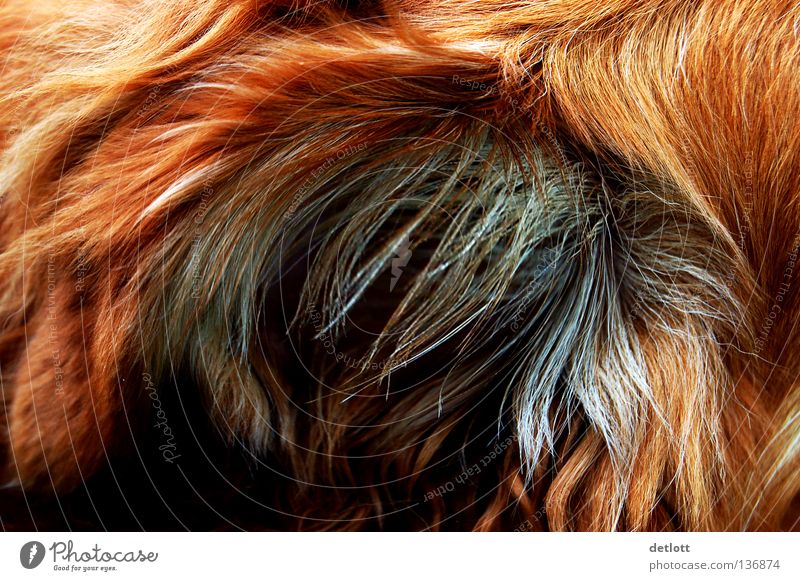 grimling? Pelt Red Brown Black Dog Cat Mysterious Animal Mammal Detail Hair and hairstyles bizarre
