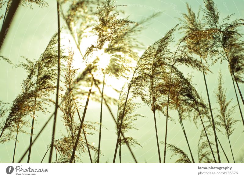 The waves of the wind Common Reed Grass Wind Delicate Small Easy Lake Habitat Spring Juncus Blade of grass Grassland Plant Meadow Back-light Sun Dazzle