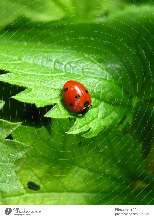 Ladybird on nettle 2 Nature Plant Leaf Animal 1 Discover Relaxation Bright Natural Juicy Green Red Happy Contentment Beautiful Calm Stinging nettle Grass green