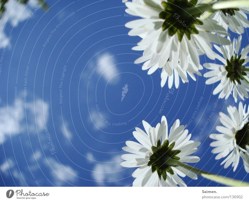 white giants White Flower Daisy Clouds Worm's-eye view Small Large Blossom leave Pure Force Stalk Exterior shot Spring Sky Blue Upward Looking Bright