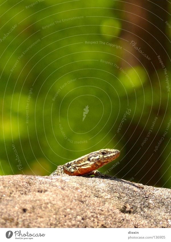 Podarcis muralis 2 Lizards Reptiles Saurians Tails Claw Wall (barrier) Castle ruin Vineyard Heat To enjoy Animal Small Speed real lizard Barn biotope spectrum