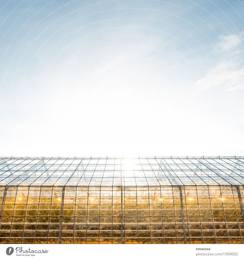 glass house Agriculture Forestry Industry Energy industry Renewable energy Solar Power Environment Nature Plant Sky Climate Climate change Weather