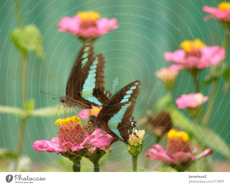 Asian butterflies Butterfly Blossom Flower China Delicate pollination Pollen Close-up Macro (Extreme close-up) Smooth