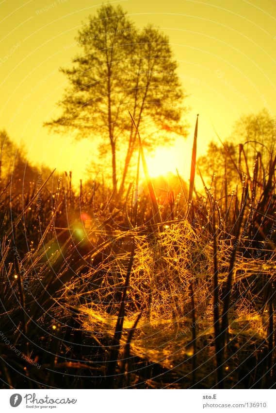 early morning | spider's web Moody Lamp Meadow Field Far-off places Sunrise Morning Tree Treetop Leaf Horizon Silhouette Black Shadow Darken Fog Calm Green
