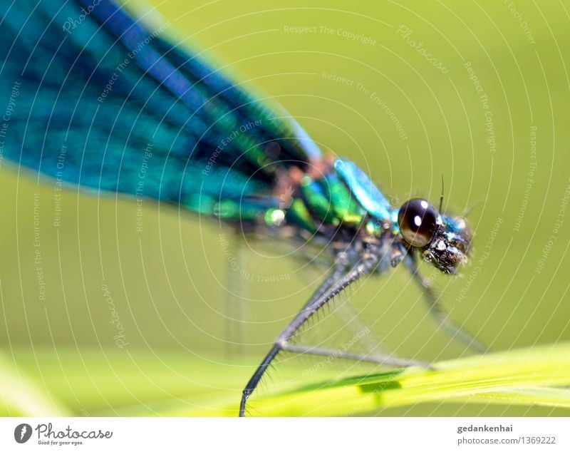 dragonfly Grass Animal Wing Observe Flying Crawl Dragonfly Insect macro Eyes Green Dazzling change Colour photo Exterior shot Close-up Day Animal portrait