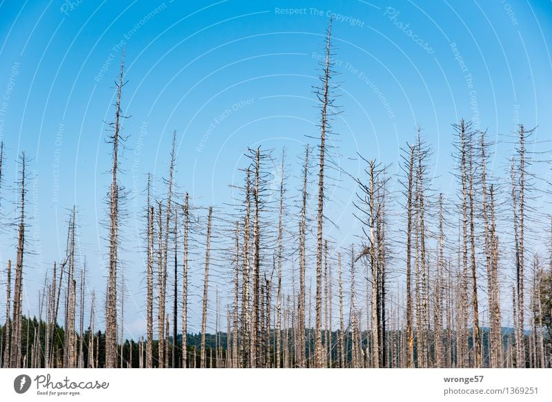 dead forest Environment Nature Landscape Plant Sky Cloudless sky Autumn Beautiful weather Tree Spruce forest Forest Mountain Highlands Harz Wood Old Threat
