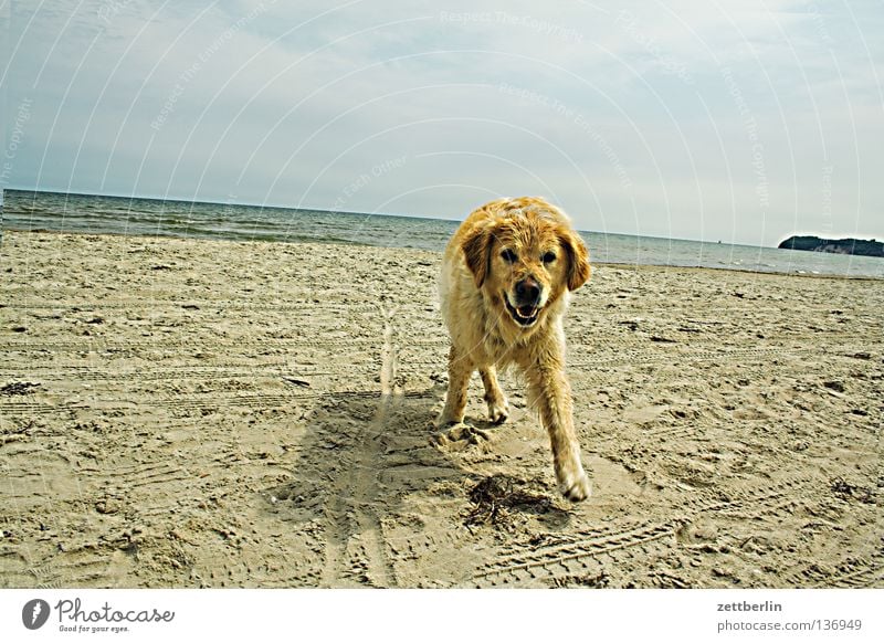 Foreign dog Dog Places Golden Retriever Beach Coast Mecklenburg-Western Pomerania Vacation & Travel Horizon Mammal Summer sit Get stick Sand Baltic Sea Trip