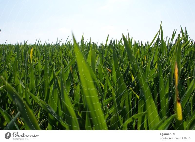 grass Grass Field Meadow Green Close-up Horizon Blade of grass Growth Grain Nature Detail Sky Plant sow thrive