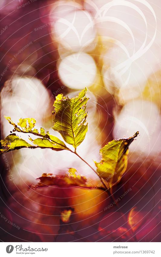 Wednesday sparkle Style Design Nature Air Autumn Beautiful weather Bushes Leaf Wild plant Autumn leaves Twigs and branches Field autumn sparkle autumn lights