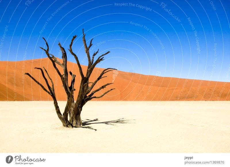 skeleton Nature Landscape Plant Sand Cloudless sky Drought Tree Log Hill Desert Namib desert Dune Tree trunk Branch Dry Humble Death Countries Namibia