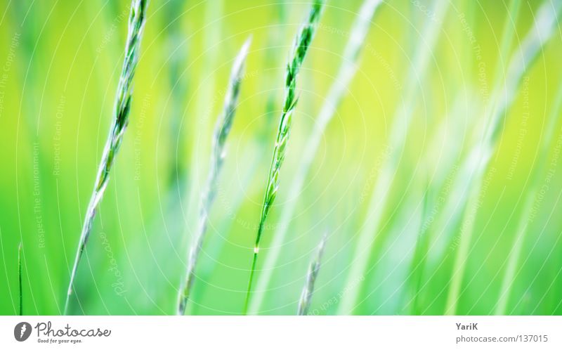 whisper softly Green Greeny-yellow Grass Blade of grass Meadow Macro (Extreme close-up) Far-off places Zoom effect Near Depth of field Beautiful Soft Emotions