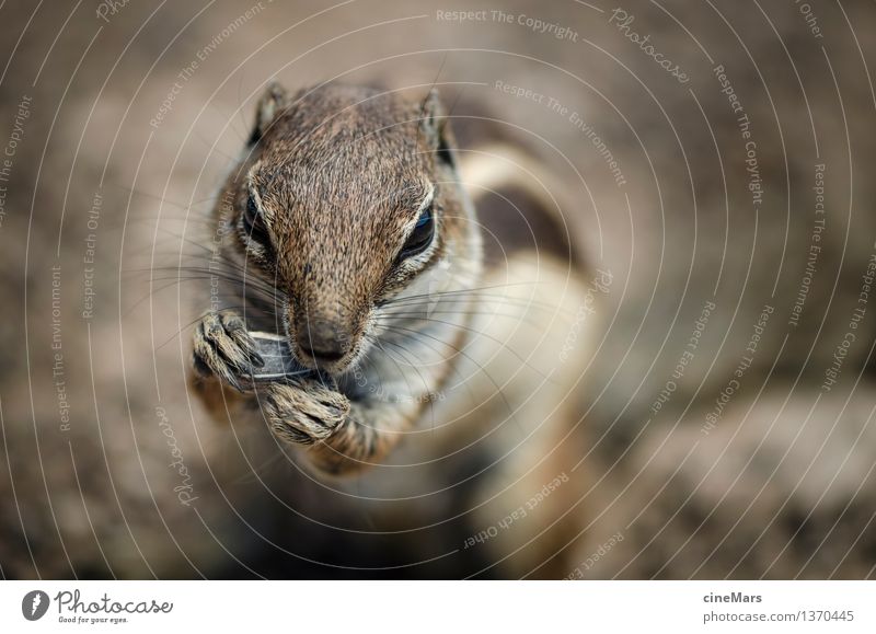 hungry chipmunk Animal Wild animal Eastern American Chipmunk Squirrel 1 Observe Eating To feed To enjoy Stand Elegant Near Curiosity Cute Smart Speed Brown