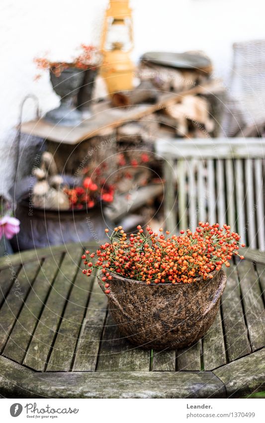Decoration in the garden Environment Garden Esthetic Authentic Natural Brown Orange White Colour Idea Uniqueness Inspiration Naked Nature Rawanberry Still Life