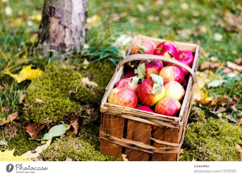 Apples I Environment Nature Plant Garden Meadow Forest Decoration Fitness Feeding Happy Idea Idyll Uniqueness Inspiration apples Autumn Harvest Thanksgiving
