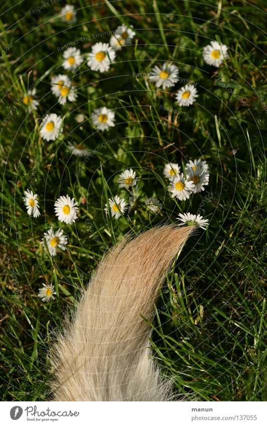 "Bello's Perennis" ;-) Grass Meadow Tails Fishing rod Pelt Blonde Green Labrador Yellow Dog Animal Spring Summer Calm Daisy Paintbrush Joy Garden dog's tail