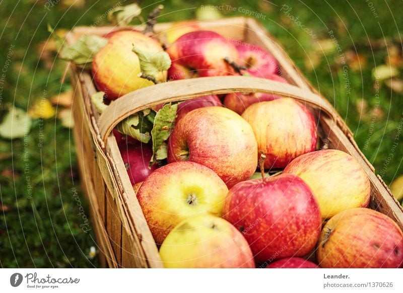 Apples III Environment Nature Beautiful weather Plant Agricultural crop Garden Meadow Esthetic Authentic Healthy Happy Hope Uniqueness Inspiration apples Grass