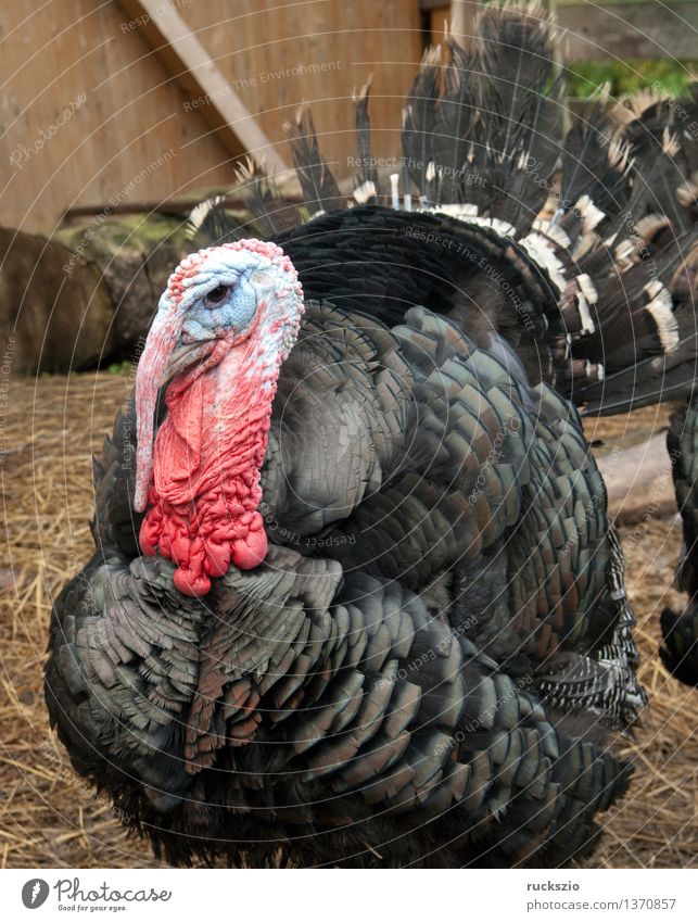 Bronze turkeys, turkeys, poultry, turkey, Pet Farm animal Bird Threat Dangerous bronze turkeys Hen house poultry Turkey turkey breed Chicken Bird Ornithology