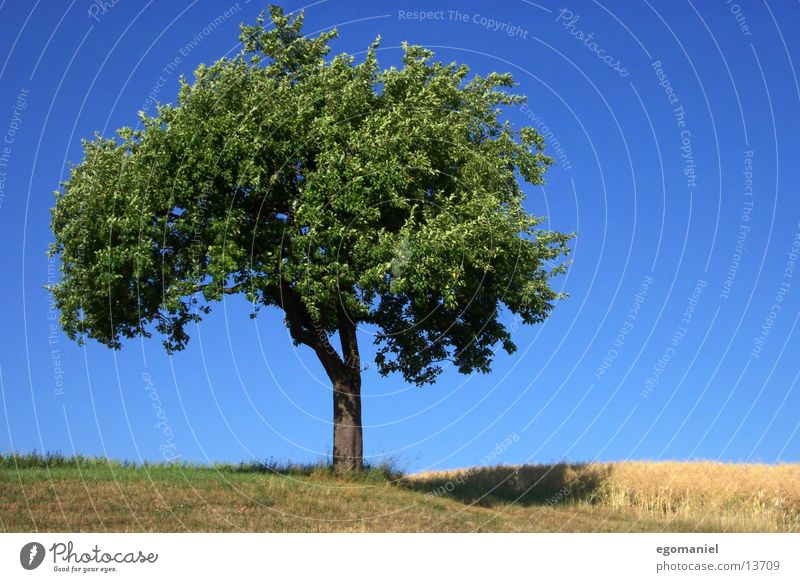 Tree (summer version) Summer Field Meadow Leaf Green Sky fair weather