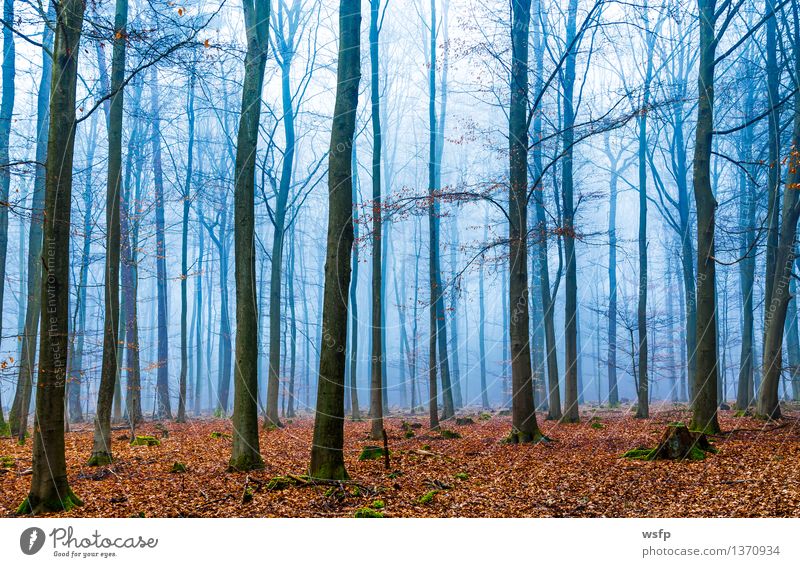 Magic forest in fog in blue and orange Spring Autumn Fog Tree Leaf Forest Dream Blue Surrealism Orange magic fantasy Enchanted forest Enchanted wood Mystic