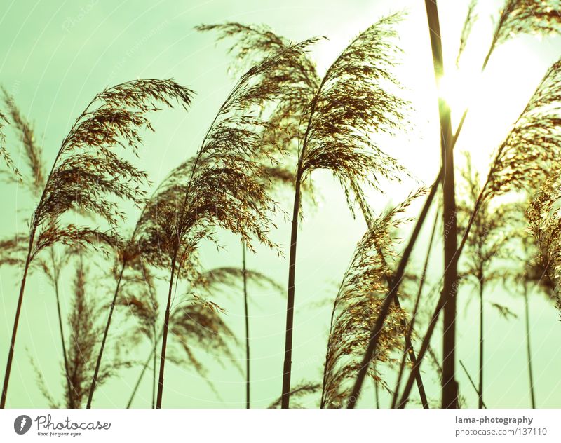 The waves of the wind II Common Reed Grass Wind Delicate Small Easy Lake Habitat Spring Juncus Blade of grass Grassland Plant Meadow Back-light Sun Dazzle