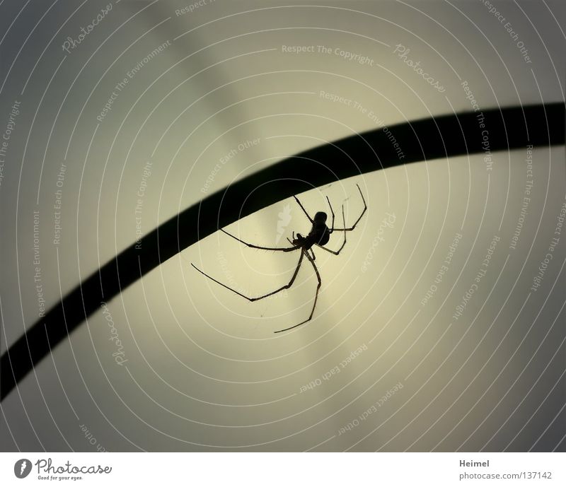 Spider in the evening Animal Light Common Reed Blade of grass Evening Nature