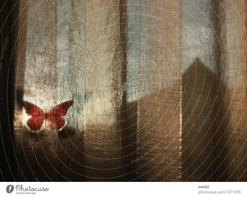 silent Window Gable Blur Hazy Label Butterfly Plastic Curtain Illuminate Moody Serene Calm Contentment Translucent Colour photo Interior shot Close-up Detail