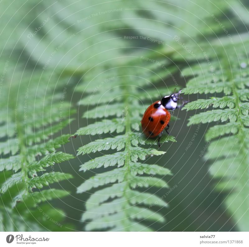 seven point Nature Plant Animal Summer Fern Leaf Foliage plant Beetle Seven-spot ladybird Ladybird 1 Crawl Exotic Natural Cute Green Red Happy