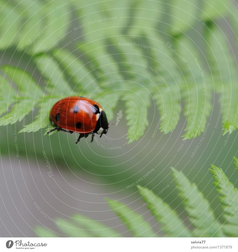 idle Nature Plant Animal Fern Leaf Beetle Ladybird Seven-spot ladybird Insect 1 Crawl Esthetic Cool (slang) Brash Small Curiosity Cute Above Green Red Stress