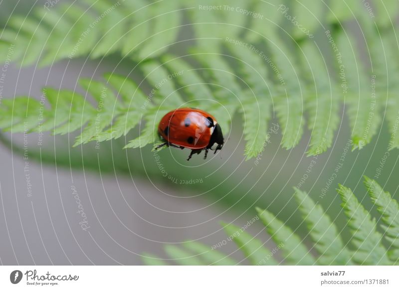 Step into emptiness Nature Plant Animal Summer Fern Leaf Foliage plant Beetle Seven-spot ladybird Ladybird Insect 1 Movement Crawl Small Cute Above Gray Green