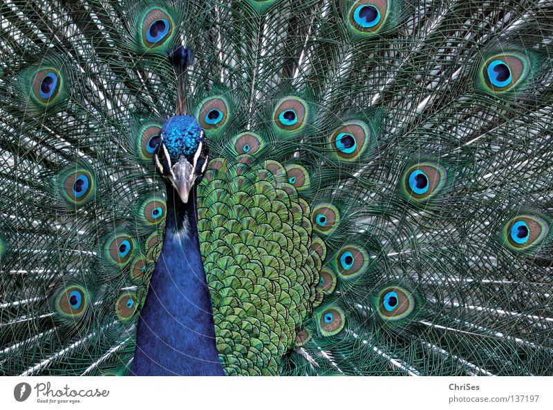 Peacock in pale blue_01 Bird Livestock Multicoloured Beautiful Conceited Cartwheel Posture Rutting season Presentation Animal Gray Green Beak Poultry