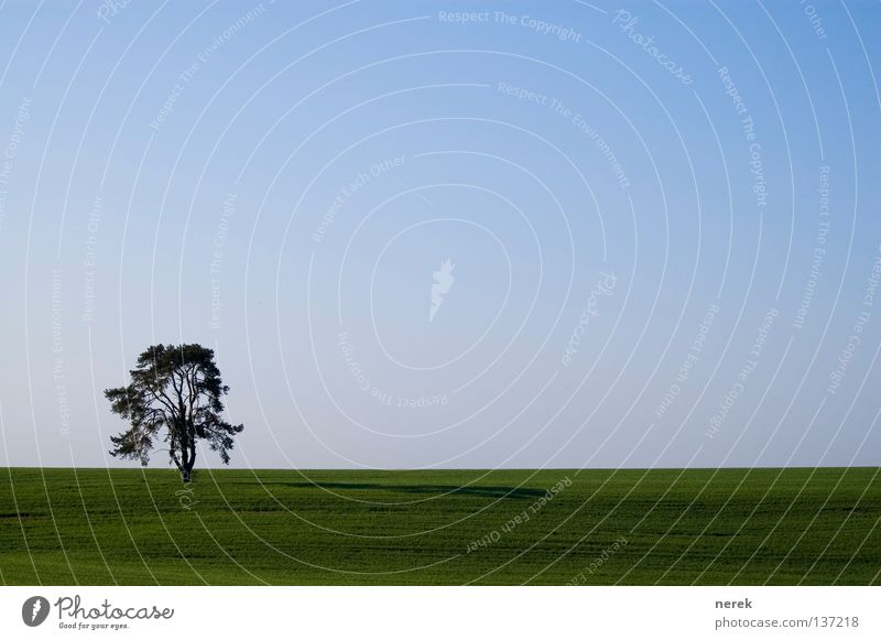 my favourite tree Field Tree Infinity Horizon Near Interesting Untouched Agriculture Steppe Green Far-off places Old straight Loneliness Americas Nature