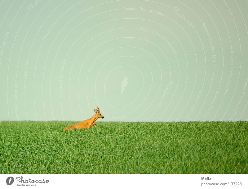 on the run Environment Nature Animal Sky Meadow Field Wild animal Roe deer reindeer buck 1 Walking Jump Free Natural Blue Green Freedom Escape Flee Colour photo