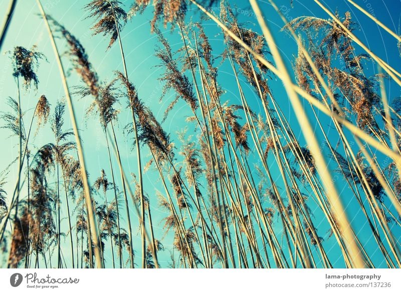 summertime Palm tree Palm frond Common Reed Grass Wind Delicate Small Easy Lake Habitat Spring Juncus Blade of grass Grassland Plant Meadow Back-light Dazzle