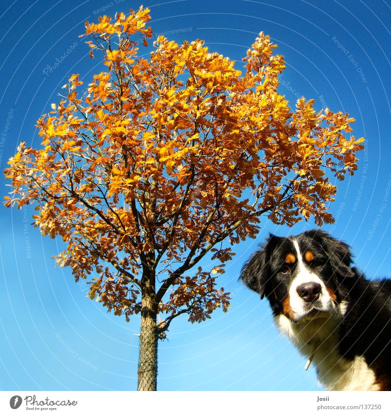 What are you looking at? Dog Tree Autumn Leaf Amazed Square Brown Fence Grating Neckband Snout Orange tree Mammal Looking huh Wind Blue Sky Bernese Mountain Dog