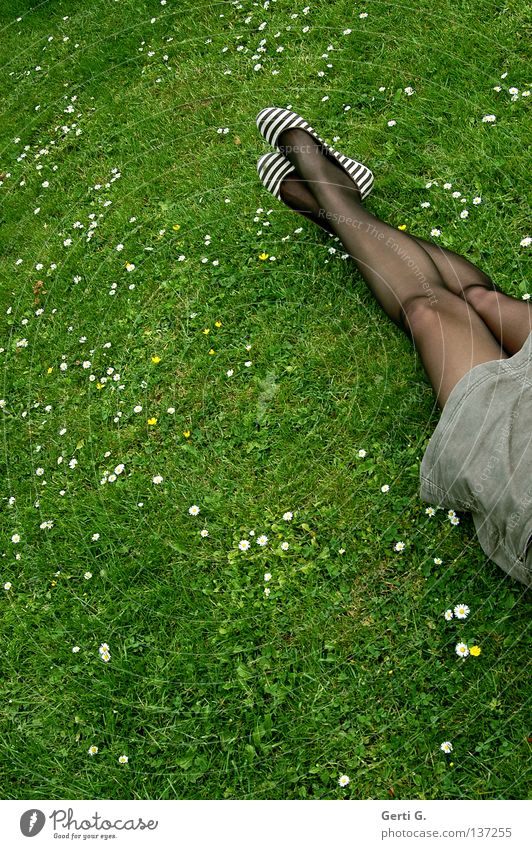 DanceLegs Grass Meadow Daisy Green White Park Relaxation Tights Stockings Black Transparent Great Striped Brown Calm Woman Material Short Goof off Thin Clothing