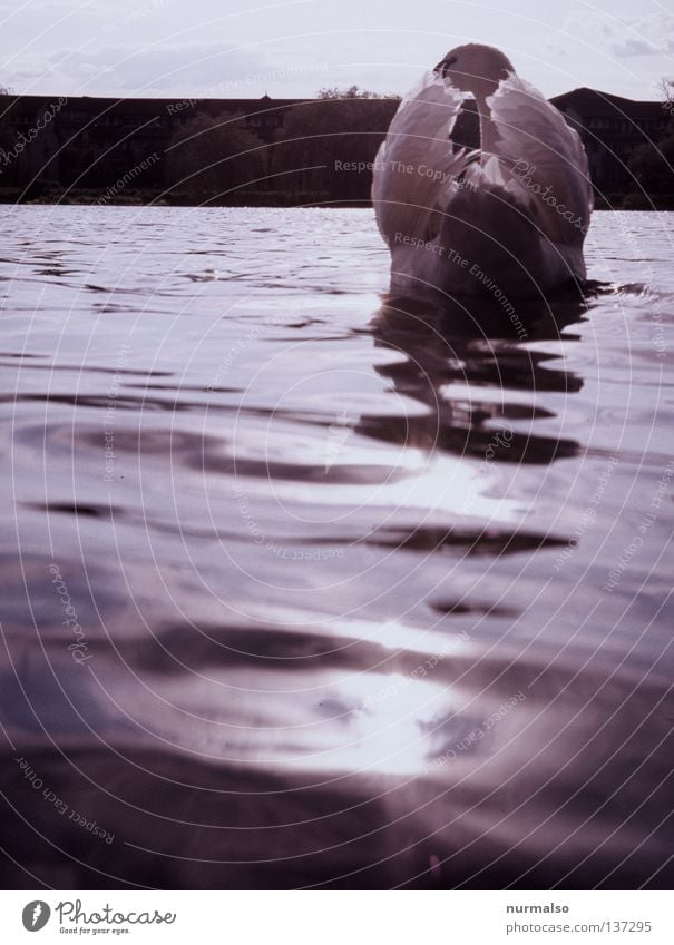 Good morning swan Swan Bird Snarl White Heraldic animal Animal Hunter Fairy tale Slip Horizon Beautiful Morning Light Feeding Waves River Brook Beach Coast