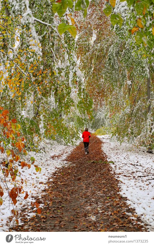 The onset of winter in October Jogging Woman Adults Autumn Tree Leaf Forest Jacket Red Snow burden Bend To break (something) Weight peril Footpath snow break