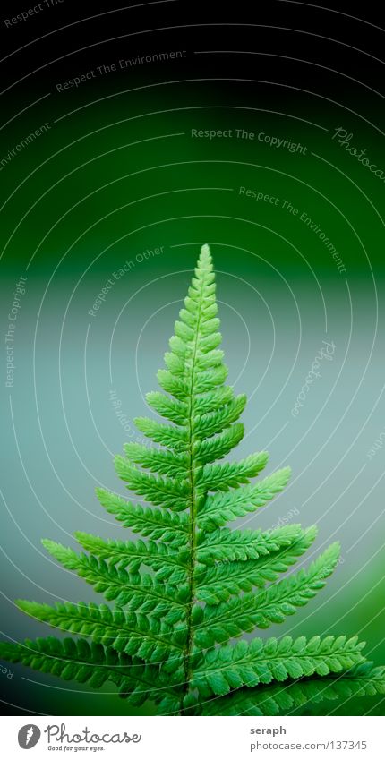 Fern Green Dark Rachis Pteridopsida Plant Environment Delicate Damp Soft Plumed Fresh Growth Environmental protection Botany Biology Maturing time Cone of light