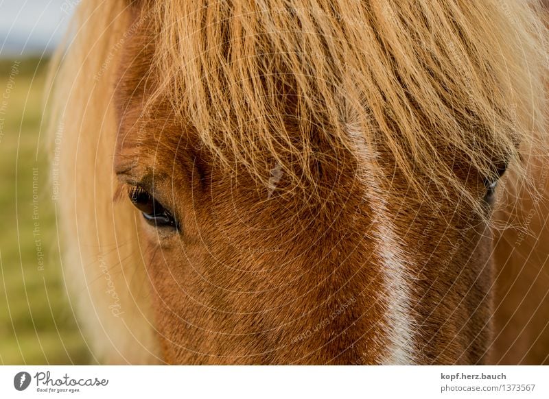&lt;font color="#ffff00"&gt;-=I´not=- proudly presents Environment Animal Horse Animal face Iceland Pony Icelander 1 Looking Dream Blonde Beautiful Brown Gold