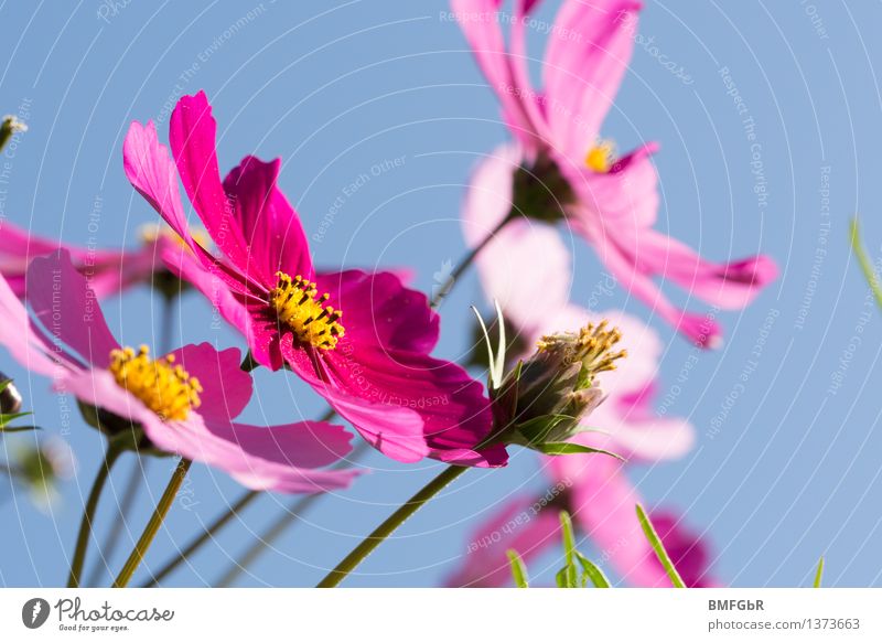 flower dream Nature Plant Air Sky Cloudless sky Beautiful weather Flower Blossom Anemone Esthetic Fragrance Happiness Blue Pink Emotions Spring fever Authentic