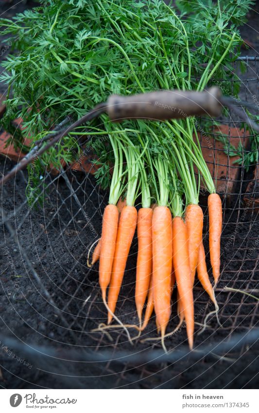 carrots Food Vegetable Nutrition Organic produce Vegetarian diet Slow food Earth Plant Agricultural crop Field Esthetic Authentic Simple Delicious