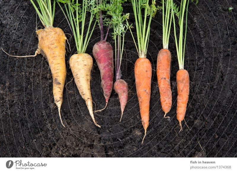 carrots Food Vegetable Nutrition Organic produce Vegetarian diet Slow food Nature Earth Plant Agricultural crop Garden Field Esthetic Exceptional Delicious