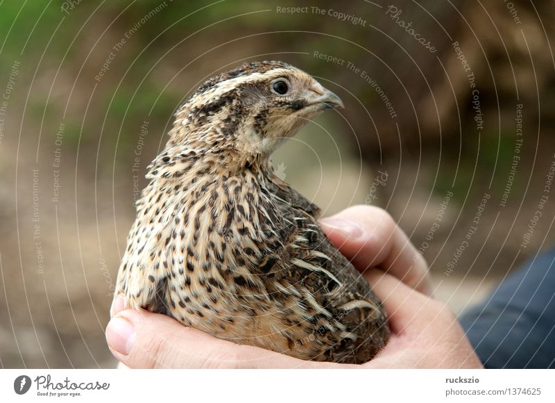 quail bird eggs