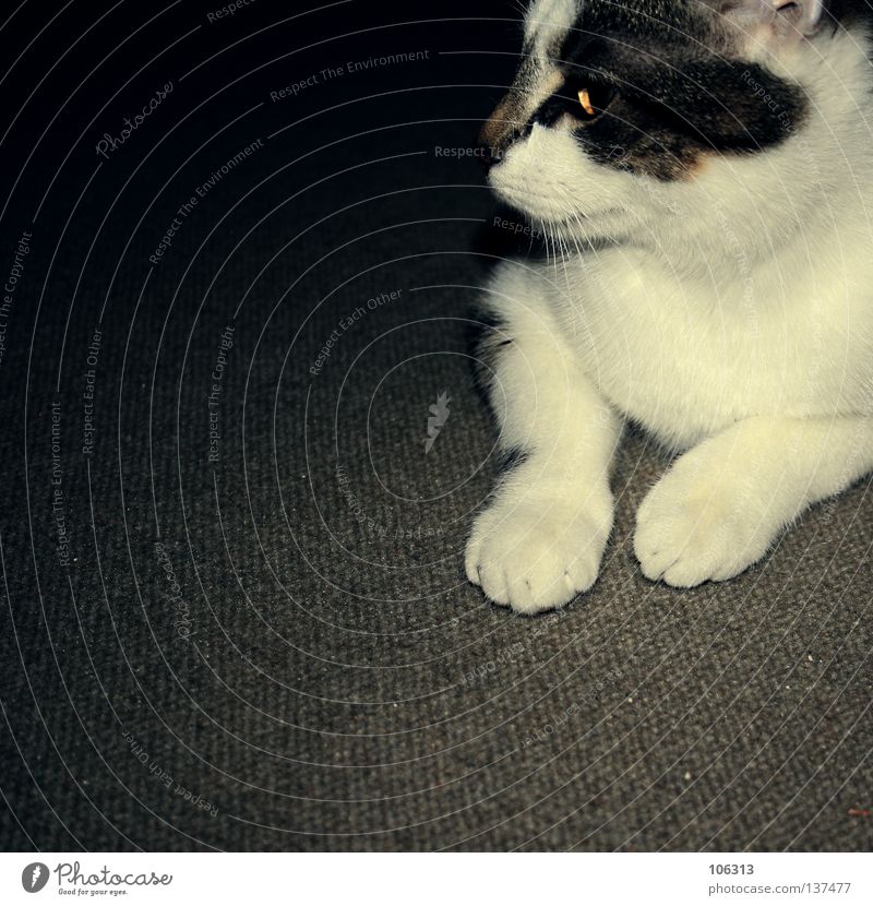 WALTER > Legs Feet Cat Old Observe Crouch Sit Wait Gray White Foundations Beige Yellowness Carpet Mammal walter Domestic cat Animalistic Pet Action Relaxation