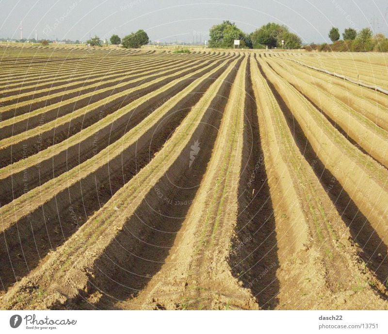 lines Field Plow Agriculture Furrow Americas Asparagus