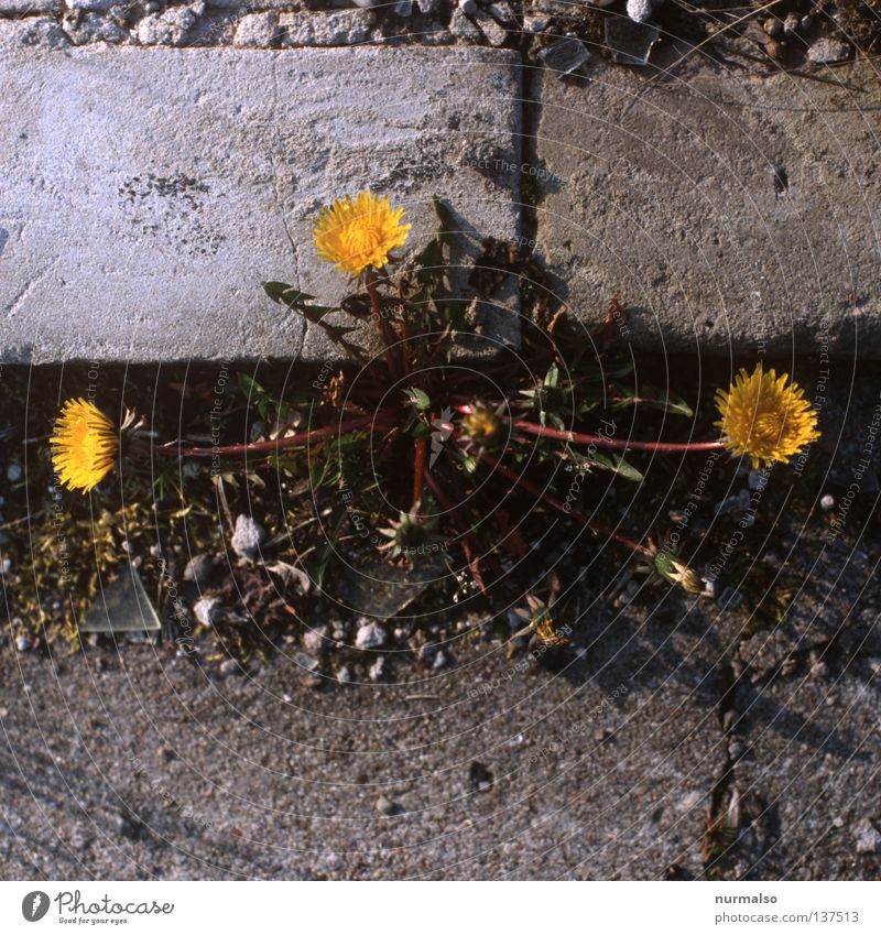 3-band Flower Dandelion Curbside Beautiful Yellow Concrete Everywhere Furrow Shard Edge Wayside Wreath Children's game Meadow Spring Traffic infrastructure