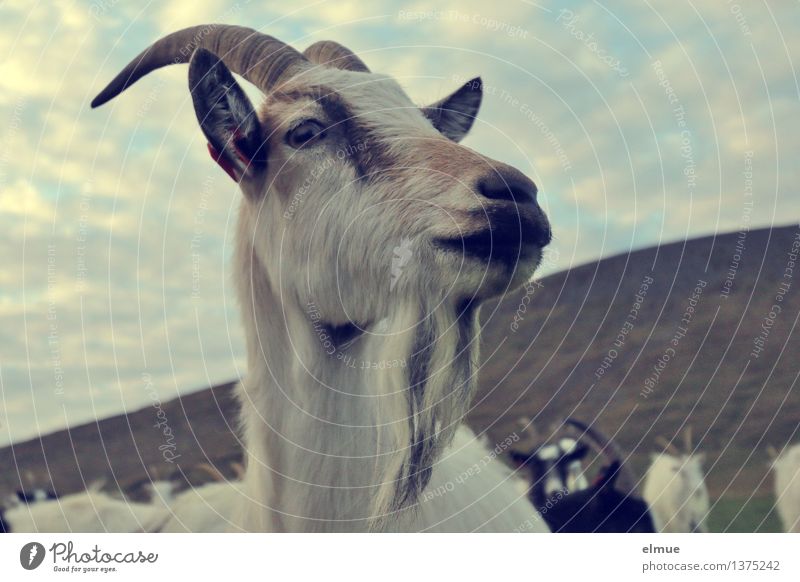 Don't moan! Iceland Farm animal Goats Goat herd Thusnelda Grumble Observe Communicate Looking Stand Curiosity Contentment Power Watchfulness Interest Fragrance