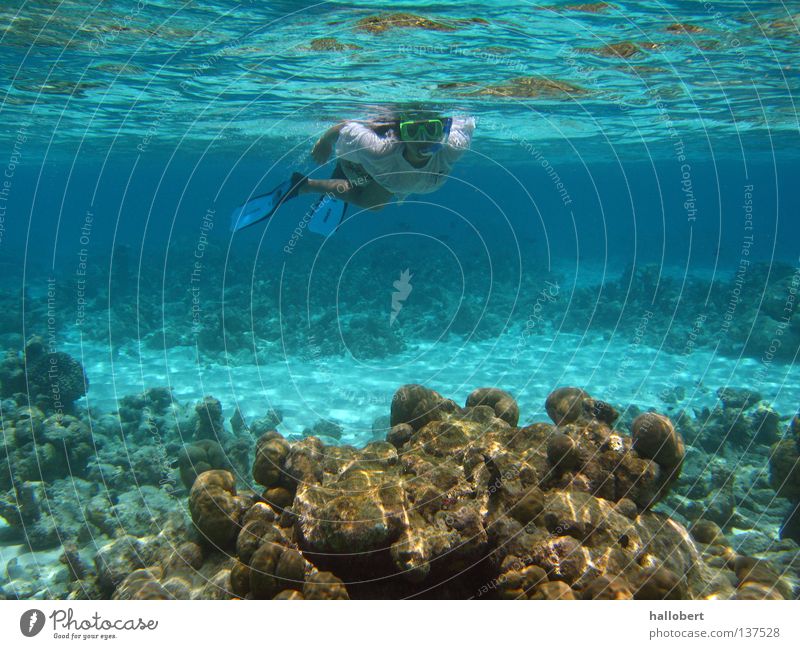 Maldives Water 17 Ocean Reef Dive Snorkeling Underwater photo dream vacation sea from below malidive